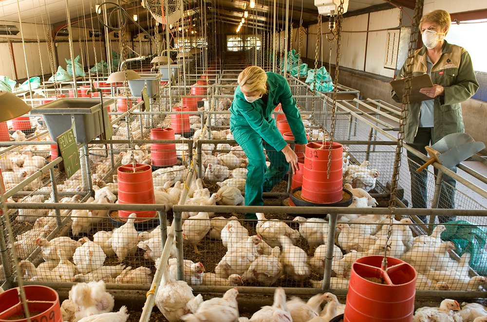 Animal Poultry Science