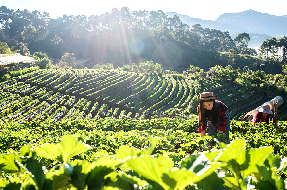 Horticultural Science