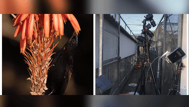 Left: A sunbird draws nectar from a flowering aloe. Right: Dr David Cuban’s camera set-up behind the Animal House on the Pietermaritzburg campus.