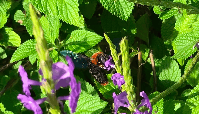 A Xylocopa flavorufa, or giant carpenter bee, an Afrotropical species, pictured on a Stachytarpheta (snakeweed or porterweed) plant.
